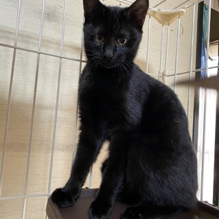 多頭飼育現場より黒猫ちゃん