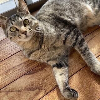 人が大好き！甘えん坊のけんちゃん