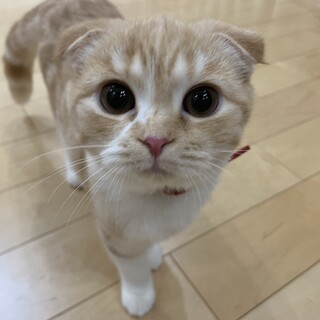 2021年8月生まれ耳垂れスコティッシュフォールド