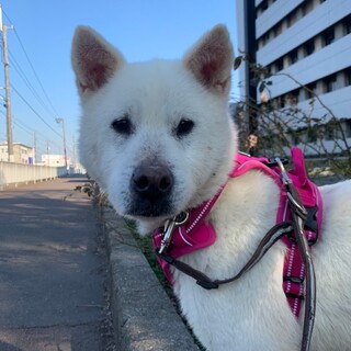 おっとりマイペースな【つみれ】ちゃん