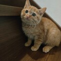 ふわもこちゃとら子猫♂