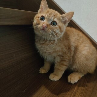 ふわもこちゃとら子猫♂