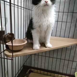 ふわもこはちわれ子猫♂