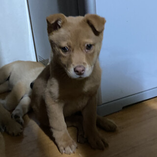 可愛い明星ちゃんの優しいお家を探しています