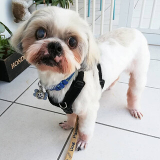 仮名：樹（いつき）