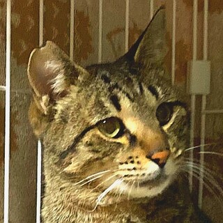 虐待疑いで緊急保護！だっこもできるキジトラ君