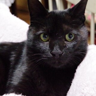 艶々、ピカピカな黒猫さんです♪