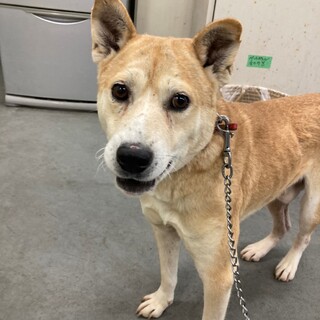 ダッフィー模様の野犬君なでなで好きなランド君