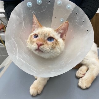 閉じた瞼の奥にあった綺麗なブルーの瞳