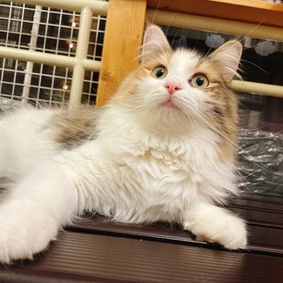 元気いっぱいお姫様ノルウェージャンFCのどかちゃん