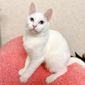 美しいブルーの目♪ 真っ白ふわふわ優しいネコちゃん