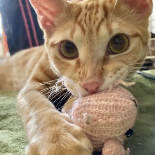 とっても甘えん坊のちゃーくん！