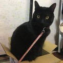 【飼い主他界につき急募】まん丸お目目がキュート