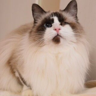 マフィンちゃん