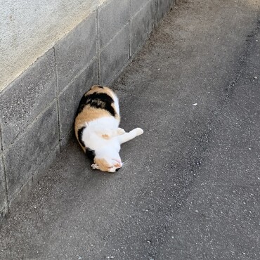 最近は実家に帰ることも少なくなり、見かけることもなくなった。近所の人によれば元気にしているらしいけど、また会いたいなぁ。