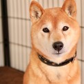 柴犬  温厚なハヤト君