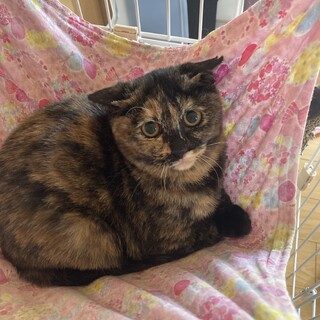 困り顔のななちゃん