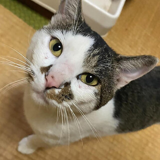 心優しい里親さん決定　白血病　甘えん坊男の子