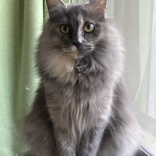 長毛のパステルさび