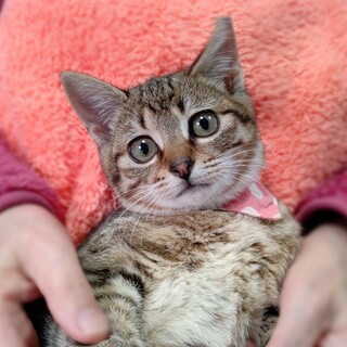 キュートなおしゃべりガール☆うずらちゃん