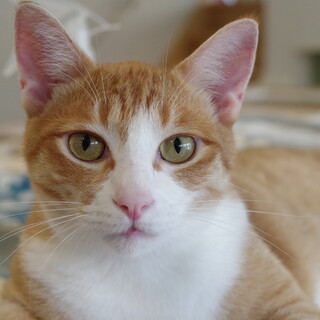 茶白男子のモカ君。