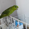 4ヶ月のサザナミインコの募集です。