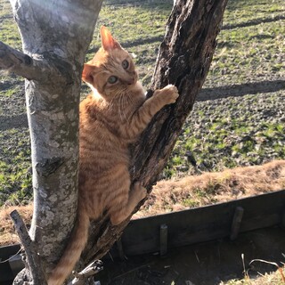 茶トラ 女の子です。