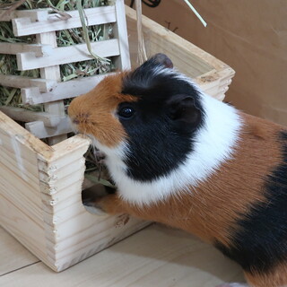 モルモット 雄 ＆子モルモット 雄