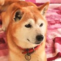 柴犬  人馴れした女の子