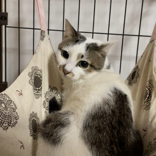 撫でられるのは好きだけど、ビビりん坊です♪