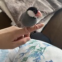 2歳半の桜文鳥　
