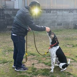 総社市ＡＷＡしつけ教室　＜雨天中止＞ サムネイル3