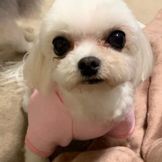 真っ白ふわふわマナちゃん