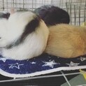 ファンシーラット3ヶ月