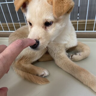 レモンの家族を探してます。