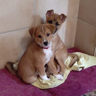 2ヶ月齢の人懐こくて可愛い女の子仮称バンビちゃん