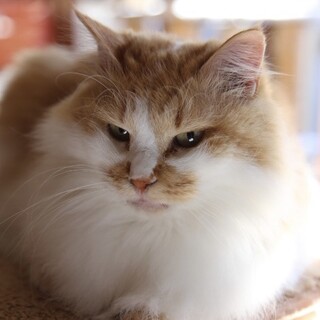 1/30千葉ෆ⃛モフモフゴージャスෆ⃛カレンちゃん