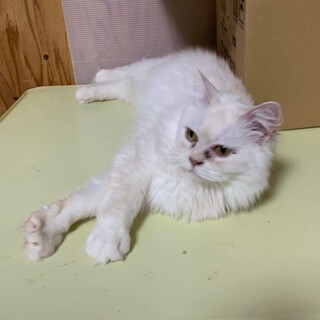 サイベリアン・クリュちゃん、人なれ医療済