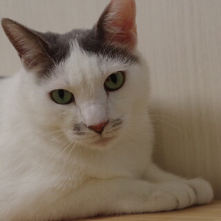 シャイな勘助ですが甘えたさんです。