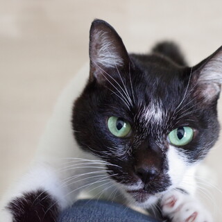 佐世保市の猫の里親募集情報まとめ ペットのおうち 月間利用者150万人