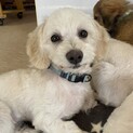 ミックス子犬の女の子マリアちゃん