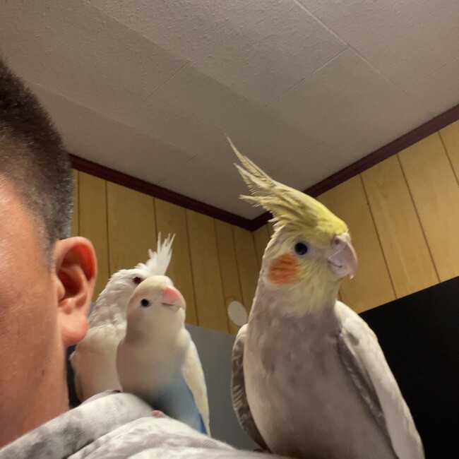 よねぴ｡のカバー写真