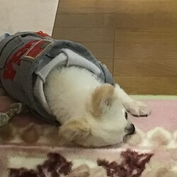 グッタリ