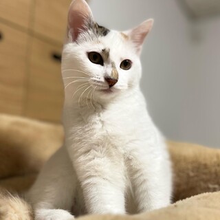 もっち♡しあわせにゃんこになりました