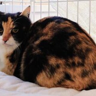 処分対象になります。収容期限2/4朝迄