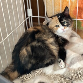 長毛可愛い三毛ちゃん！