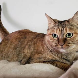 いつもご機嫌、あずさちゃん、エイズ陽性