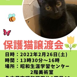 保護猫譲渡会