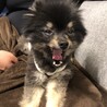 ヘメーロス