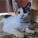 【里親決定!】6月生まれの小さな三毛猫マール